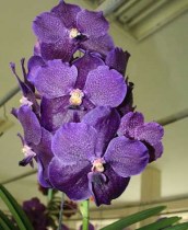 Vanda Pure's Wax Blue